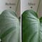 We The Wild™ 8.5oz. Protect Spray Organic Botanical Leaf Shine & Care for Houseplants